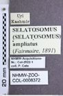 Etikette zu Selatosomus ampliatus (NHMW-ZOO-COL-0008372)